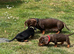 Last remaining girl  miniature dachshund puppies