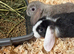 2 mini lops ready to leave now