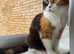 Golden Tabby British Shorthair Boy – Ready Next Week
