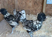Pair of silver laced polish