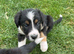 Border collie pups