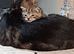 Kittens for sale