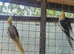 Cockatiels for sale