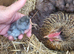 Chickens