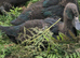 Ducklings