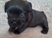 Patterdale cross border terrier
