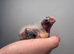 Adorable hand reared cockatiels