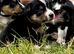 7 gorgeous Tri colour short haired border collie pups