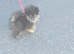 Stunning black tan blue? puppy small girl