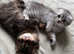 Scottish straight and Scottish fold kittens