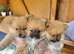 KC Line Pomeranian Puppies – Ready Early May | Vaccinated & Microchipped
