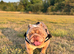 Pig - English Bulldog