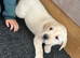 Golden Labrador pup