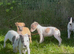 Whippet puppy’s