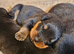 German rottweiler puppies