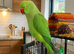 Baby ring neck talking parrot