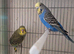 Stunning budgies