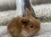 Pure Bred (5w old) Mini Lop Babies
