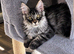 Tested SMA,PK,HCM,Only two left. Maine Coon Kittens
