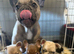 KC Registered French Bulldog Puppies