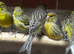 Canaries for sale