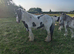 Black and white cob 14hands  galiledin
