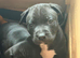 Staffy puppies