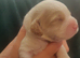 F2 Miniature Australian Labradoodle Puppies.