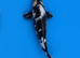 Young koi for sale