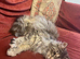 Maine Coon cat for sale