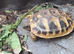 2016 Hatched Hermanns Tortoises For Sale
