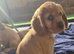 Beautiful Cockalier puppy's