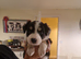 Sable and white border collie puppies