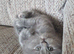 Gorgeous kittens