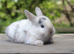 Angora X bunny rabbit