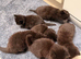 6 kittens