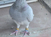 Free pigeons