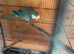 Blue and white Quaker Hen Bird DNA