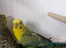 Gold breast, BW budgie