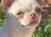 Kc reg white and cream chihuahua female