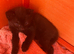 Beautiful kittens