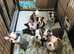 KC registered Boston Terrier puppies