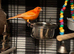 Few Canaries for Sale
