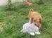 Stunning cavapoo puppies for sale