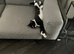 Cute and friendly small cat