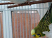 Young pair of budgies