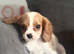 Cavalier King Charles