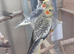 Lovely Pearl Hen DNA Sexed