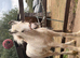 silver Buckskin Colt