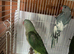 Blue pied w dna